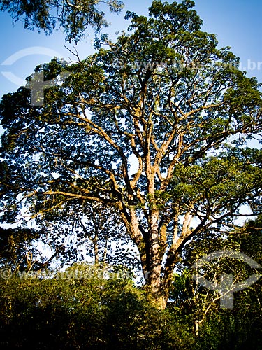  Assunto: Árvore no Jardim Botânico do Rio de Janeiro / Local: Jardim Botânico - Rio de Janeiro (RJ) - Brasil / Data: 03/2011 