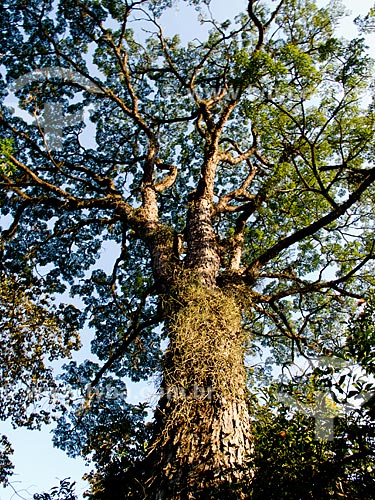  Assunto: Árvore no Jardim Botânico do Rio de Janeiro / Local: Jardim Botânico - Rio de Janeiro (RJ) - Brasil / Data: 03/2011 