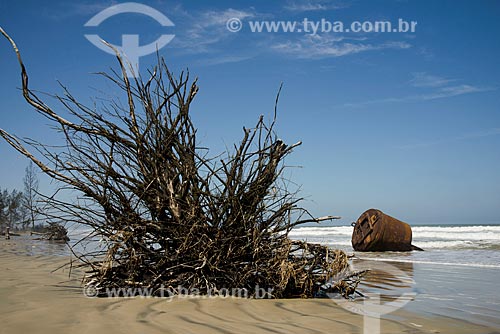  Assunto: Raíz de pinheiro derrubado pelo avanço do mar no litoral da Ilha Comprida - Boqueirão Norte / Local: Ilha Comprida - São Paulo (SP) - Brasil / Data: 11/2012 
