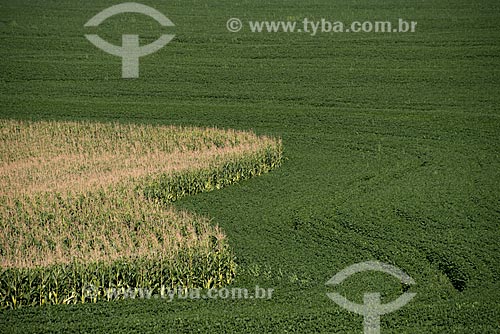  Assunto: Plantação de milho na zona rural de Cascavel / Local: Cascavel - Paraná (PR) - Brasil / Data: 01/2013 