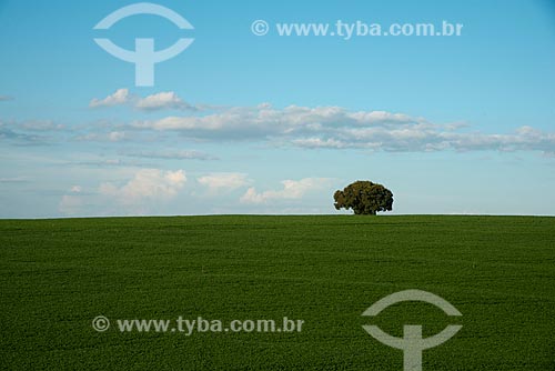  Assunto: Plantação de soja na zona rural de Cascavel / Local: Cascavel - Paraná (PR) - Brasil / Data: 01/2013 