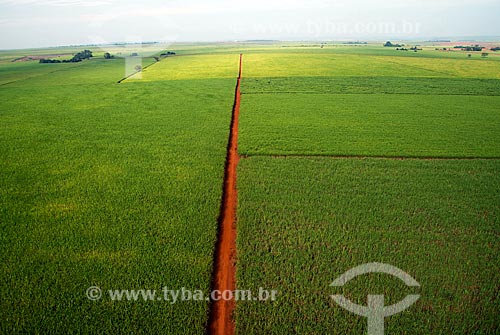  Assunto: Vista aérea de plantação de cana-de-açúcar / Local: Sertãozinho - São Paulo (SP) - Brasil / Data: 05/2013 