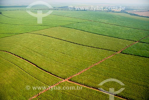  Assunto: Vista aérea de plantação de cana-de-açúcar / Local: Bebedouro - São Paulo (SP) - Brasil / Data: 05/2013 