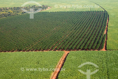  Assunto: Vista aérea de plantação de cana-de-açúcar e seringueiras (Hevea brasiliensis) / Local: Colina - São Paulo (SP) - Brasil / Data: 05/2013 