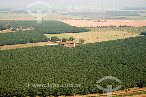  Assunto: Vista aérea de plantação de seringueiras (Hevea brasiliensis) / Local: Colina - São Paulo (SP) - Brasil / Data: 05/2013 
