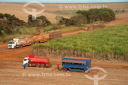  Assunto: Caminhões transportando cana-de-açúcar colhida / Local: Sertãozinho - São Paulo (SP) - Brasil / Data: 05/2013 