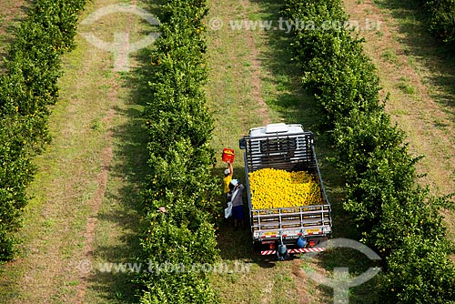  Assunto: Vista aérea da colheita manual de laranja / Local: Bebedouro - São Paulo (SP) - Brasil / Data: 05/2013 