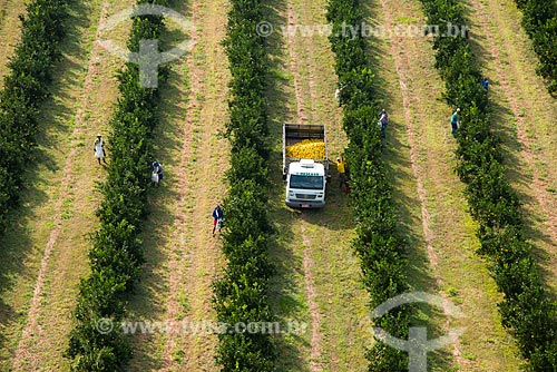  Assunto: Vista aérea da colheita manual de laranja / Local: Bebedouro - São Paulo (SP) - Brasil / Data: 05/2013 