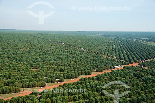  Assunto: Vista aérea da colheita manual de laranja / Local: Barretos - São Paulo (SP) - Brasil / Data: 05/2013 