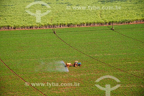  Assunto: Pulverização de pesticida em plantação de feijão / Local: Guaíra - São Paulo (SP) - Brasil / Data: 05/2013 