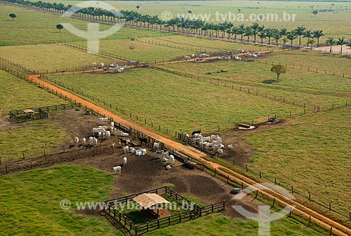  Assunto: Vista aérea do rebanho de gado / Local: Barretos - São Paulo (SP) - Brasil / Data: 05/2013 