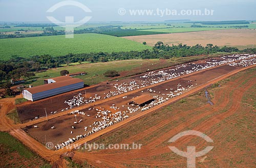  Assunto: Vista aérea do rebanho de gado confinado / Local: Barretos - São Paulo (SP) - Brasil / Data: 05/2013 