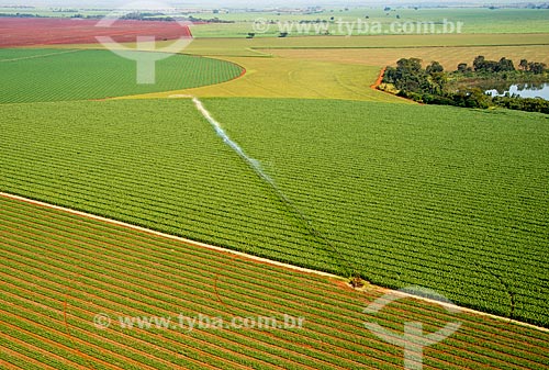  Assunto: Vista aérea de irrigação com pivô central  em plantação de milho / Local: Guaíra - São Paulo (SP) - Brasil / Data: 05/2013 