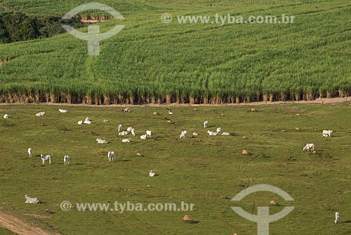  Assunto: Criação de gado com plantação de cana-de-açúcar ao fundo / Local: Piracicaba - São Paulo (SP) - Brasil / Data: 05/2013 