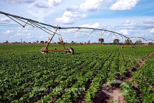  Assunto: Irrigação com pivô central em plantação de feijão / Local: Luís Eduardo Magalhães - Bahia (BA) - Brasil / Data: 07/2013 