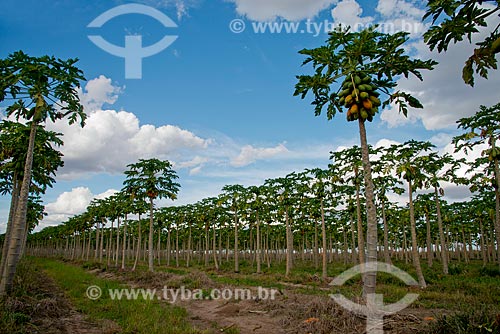  Assunto: Plantação de mamão com fruto ainda no mamoeiro / Local: Luís Eduardo Magalhães - Bahia (BA) - Brasil / Data: 07/2013 