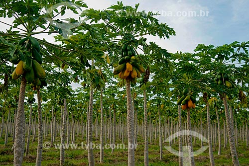  Assunto: Plantação de mamão com fruto ainda no mamoeiro / Local: Luís Eduardo Magalhães - Bahia (BA) - Brasil / Data: 07/2013 