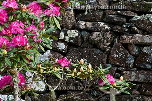  Assunto: Flores com muro de taipa ao fundo / Local: Campos de Cima da Serra - Rio Grande do Sul (RS) - Brasil / Data: 09/2013 