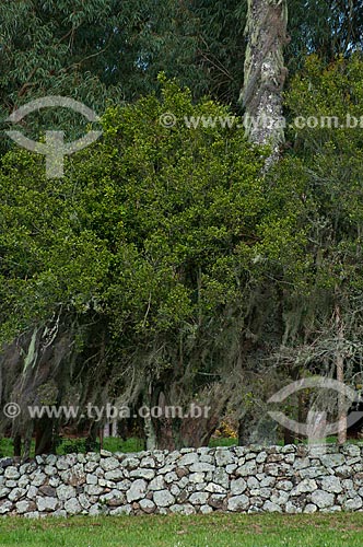  Assunto: Muro de taipa com árvores ao fundo / Local: Campos de Cima da Serra - Rio Grande do Sul (RS) - Brasil / Data: 09/2013 