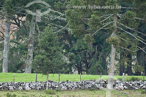  Assunto: Muro de taipa com árvores ao fundo / Local: Campos de Cima da Serra - Rio Grande do Sul (RS) - Brasil / Data: 09/2013 