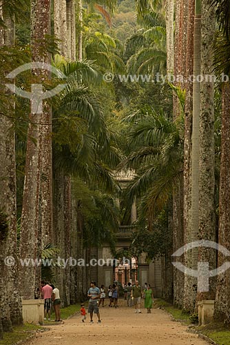 Assunto: Palmeiras imperiais do Jardim Botânico do Rio de Janeiro / Local: Jardim Botânico - Rio de Janeiro (RJ) - Brasil / Data: 08/2013 