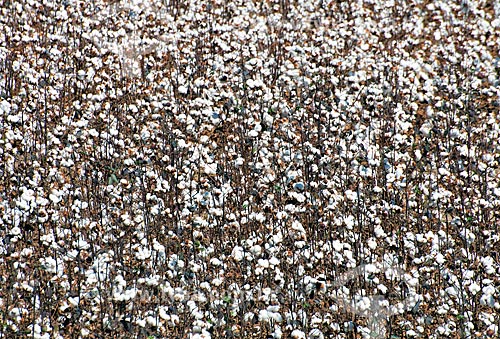  Assunto: Plantação de algodão na zona rural do distrito de Roda Velha / Local: São Desidério - Bahia (BA) - Brasil / Data: 07/2013 