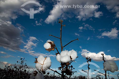  Assunto: Detalhe de plantação de algodão na zona rural do distrito de Roda Velha / Local: São Desidério - Bahia (BA) - Brasil / Data: 07/2013 