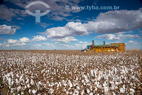  Assunto: Colheita mecanizada em plantação de algodão na zona rural do distrito de Roda Velha / Local: São Desidério - Bahia (BA) - Brasil / Data: 07/2013 