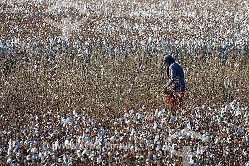 Assunto: Trabalhador rural em plantação de algodão na zona rural do distrito de Roda Velha / Local: São Desidério - Bahia (BA) - Brasil / Data: 07/2013 