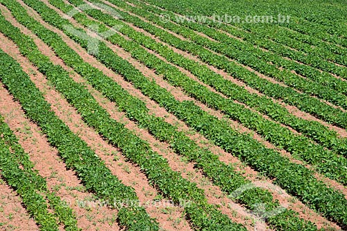  Assunto: Plantação de feijão / Local: São Desidério - Bahia (BA) - Brasil / Data: 07/2013 