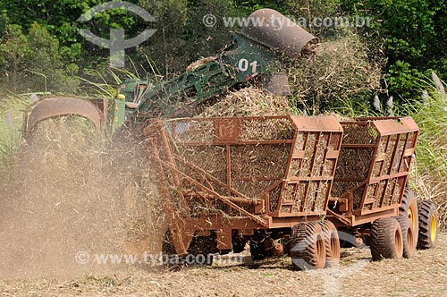  Assunto: Colheita Mecanizada de Cana de Açúcar em zona rural da cidade de Bálsamo / Local: Bálsamo - São Paulo (SP) - Brasil / Data: 09/2013 