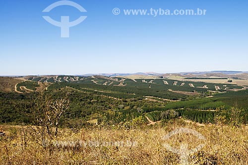  Assunto: Vista de plantação de eucalípto a partir da estrada entre de Araxá para Tapira / Local: Araxá - Minas Gerais (MG) - Brasil / Data: 07/2013 