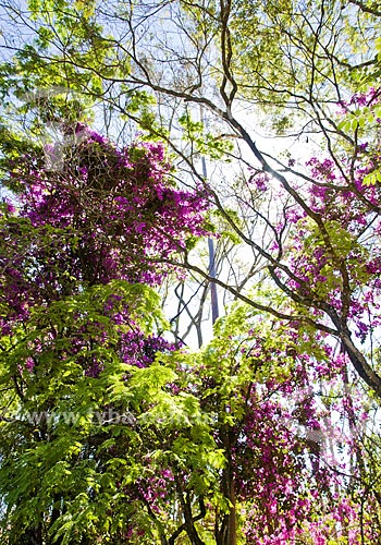  Assunto: Sempre-lustrosa (Bougainvillea spectabilis) florida / Local: Araxá - Minas Gerais (MG) - Brasil / Data: 07/2013 