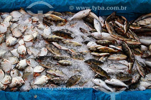  Assunto: Transporte de pescado no Porto de Manaus - Centro Histórico de Manaus / Local: Manaus - Amazonas (AM) - Brasil / Data: 07/2013 