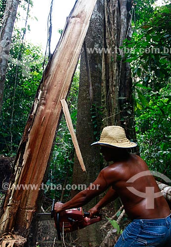  Assunto: Trabalhador com motosserra cortando castanheira na floresta do Rio Ariaú  / Local: Amazonas (AM) - Brasil / Data: 09/2013 