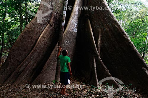  Assunto: Homem observa arvore Samaúma (Ceiba pentandra) localizada na beira do Rio Ariaú / Local: Amazonas (AM) - Brasil / Data: 09/2013 
