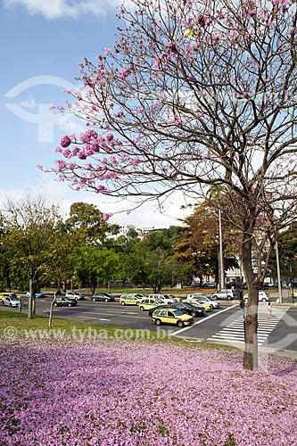  Assunto: Ipê-Rosa (Tabebuia heptaphylla) florido próximo à Avenida Beira-Mar / Local: Glória - Rio de Janeiro (RJ) - Brasil / Data: 08/2013 