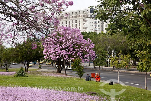  Assunto: Ipê-Rosa (Tabebuia heptaphylla) florido com o Glória Palace Hotel ao fundo / Local: Glória - Rio de Janeiro (RJ) - Brasil / Data: 08/2013 