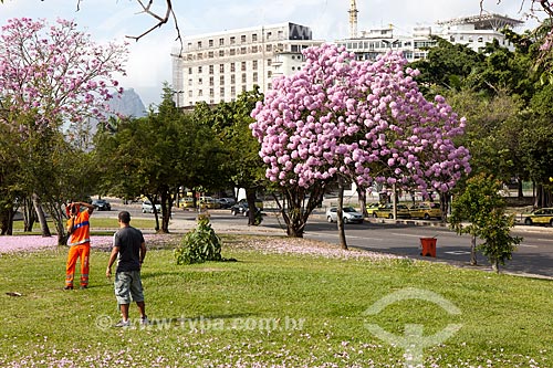  Assunto: Gari fotografando homem próximo à Ipê-Rosa (Tabebuia heptaphylla) florido com o Glória Palace Hotel ao fundo / Local: Glória - Rio de Janeiro (RJ) - Brasil / Data: 08/2013 