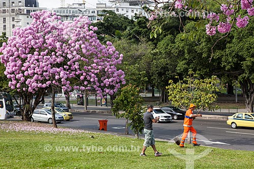  Assunto: Ipê-Rosa (Tabebuia heptaphylla) florido próximo à Avenida Beira-Mar / Local: Glória - Rio de Janeiro (RJ) - Brasil / Data: 08/2013 