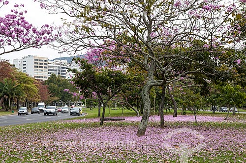  Assunto: Ipê-Rosa (Tabebuia heptaphylla) florido próximo à Avenida Infante Dom Henrique / Local: Flamengo - Rio de Janeiro (RJ) - Brasil / Data: 08/2013 
