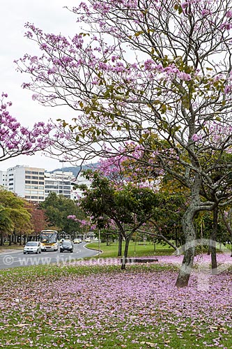  Assunto: Ipê-Rosa (Tabebuia heptaphylla) florido próximo à Avenida Infante Dom Henrique / Local: Flamengo - Rio de Janeiro (RJ) - Brasil / Data: 08/2013 