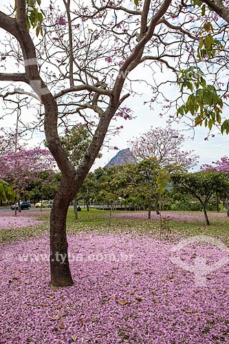  Assunto: Ipê-Rosa (Tabebuia heptaphylla) florido com o Pão de Açúcar ao fundo / Local: Flamengo - Rio de Janeiro (RJ) - Brasil / Data: 08/2013 