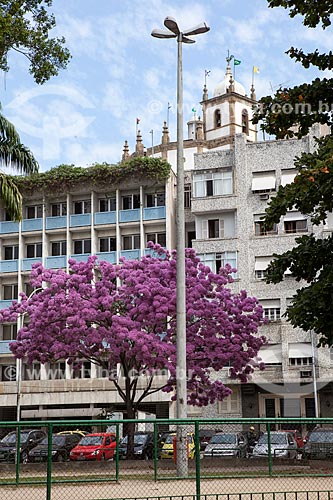  Assunto: Ipê-Rosa (Tabebuia heptaphylla) florido na Praça Luís de Camões com a Igreja de Nossa Senhora da Glória do Outeiro (1739) ao fundo / Local: Glória - Rio de Janeiro (RJ) - Brasil / Data: 08/2013 