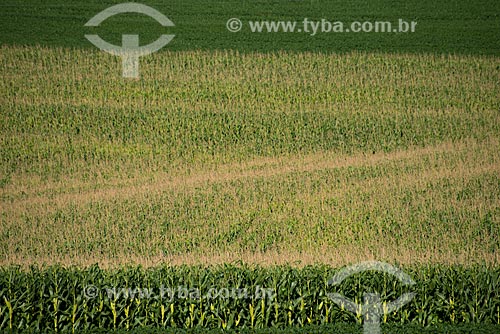  Assunto: Plantação de milho na zona rural de Cascavel / Local: Cascavel - Paraná (PR) - Brasil / Data: 01/2013 