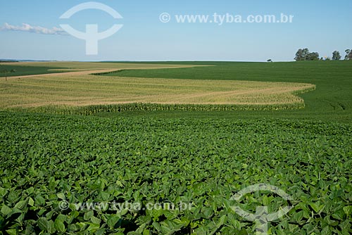  Assunto: Plantação de soja e milho na zona rural de Cascavel / Local: Cascavel - Paraná (PR) - Brasil / Data: 01/2013 