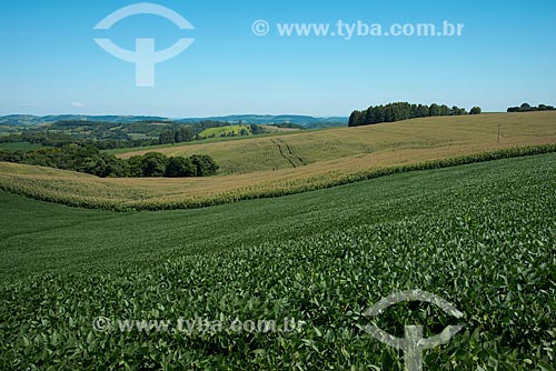  Assunto: Plantação de soja e milho na zona rural de Cascavel / Local: Cascavel - Paraná (PR) - Brasil / Data: 01/2013 