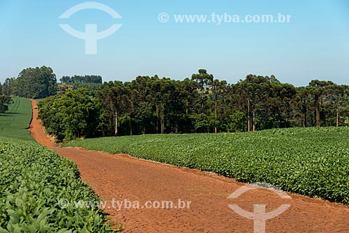  Assunto: Estrada de terra em meio à plantação de soja na zona rural de Cascavel / Local: Cascavel - Paraná (PR) - Brasil / Data: 01/2013 