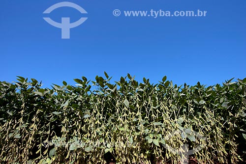  Assunto: Vagens de soja em plantação transgênica na zona rural de Cascavel / Local: Cascavel - Paraná (PR) - Brasil / Data: 01/2013 