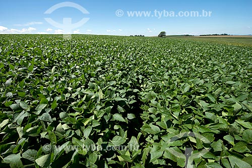  Assunto: Plantação de soja transgênica na zona rural de Cascavel / Local: Cascavel - Paraná (PR) - Brasil / Data: 01/2013 